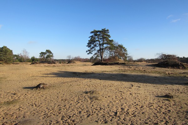 Loonse en Drunense Duinen